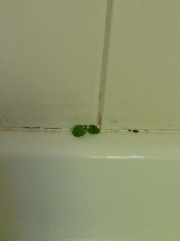 Plants growing in our shower!!