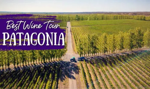Best Patagonia Wine Tour for Wine Lovers
