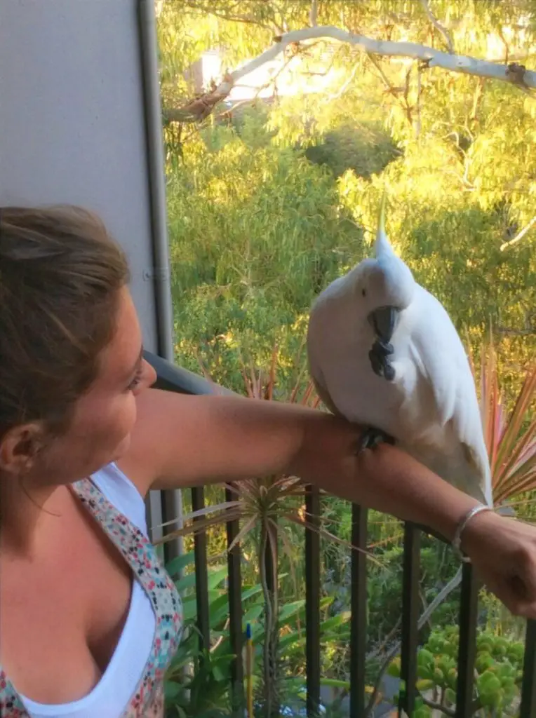 The wild cockatoos are so friendly that they'll climb right up on your arm...as long as you have a peanut!