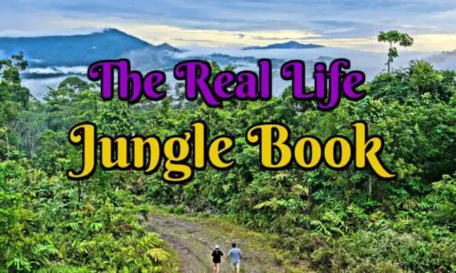 Borneo Rainforest Lodge in Sabah – Best Wildlife Resort in the World