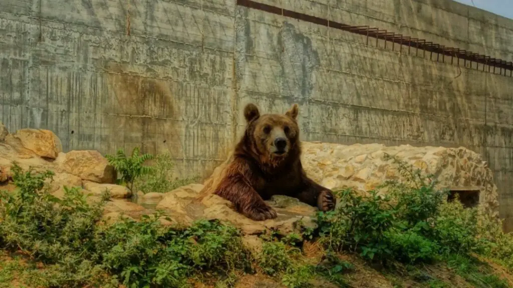 The brown bear at Bitola Zoo taking a cool dip on a hot summer day.