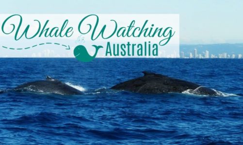 Whale Watching in Australia: Everything You Need to Know