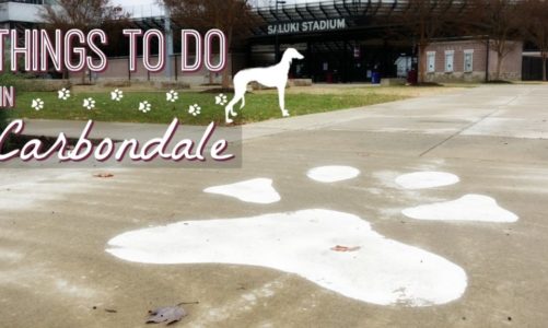 Carbondale Illinois – Best Things to Do Near Shawnee National Forest!