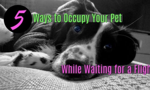 5 Ways to Occupy Your Pet While Waiting for a Flight