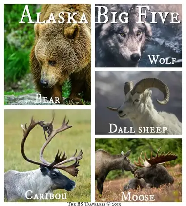 Windswept faktureres Ledningsevne Spotting Alaska's 'Big Five' Animals on Your Alaskan Vacation
