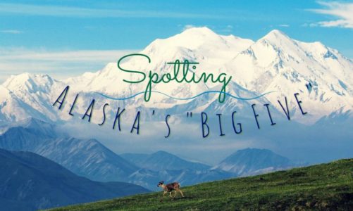 Spotting Alaska’s ‘Big Five’ Animals on Your Alaskan Vacation