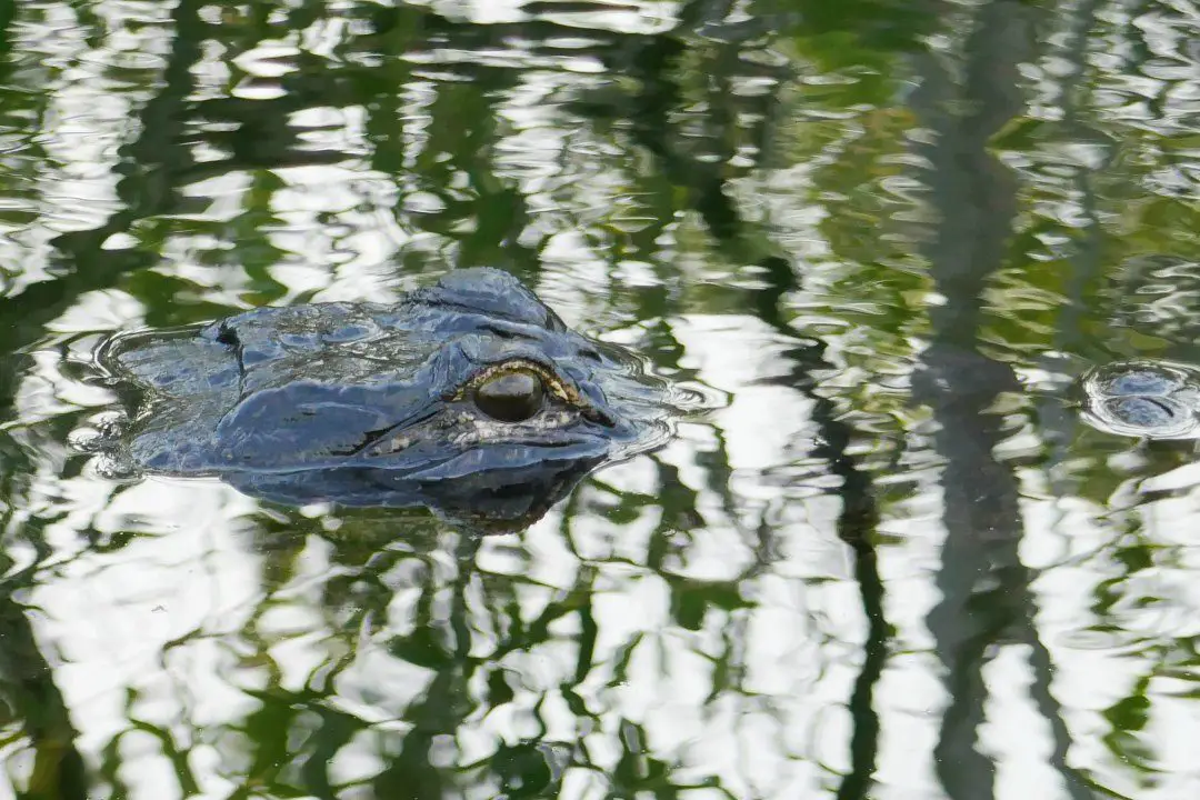 Best Places to See Alligators On Your Florida Vacation