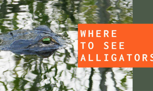 Best Places to See Alligators On Your Florida Vacation