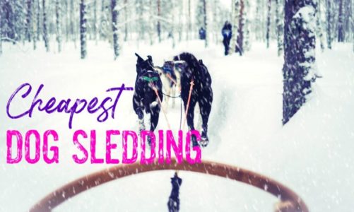 Cheapest Places to Go Dog Sledding in 2024
