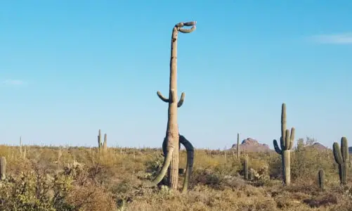 T-Rex Dinosaur Cactus | Step-by-Step Guide To Finding Exact Location