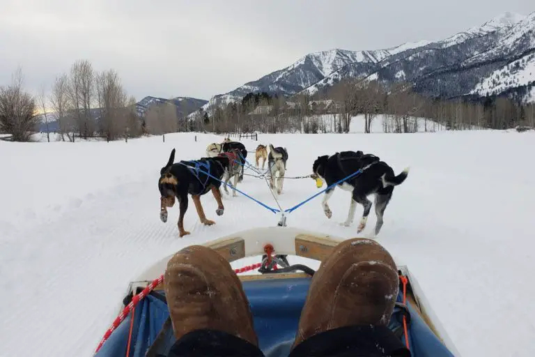 4 Best Dog Sledding Adventures in Jackson Hole Wyoming
