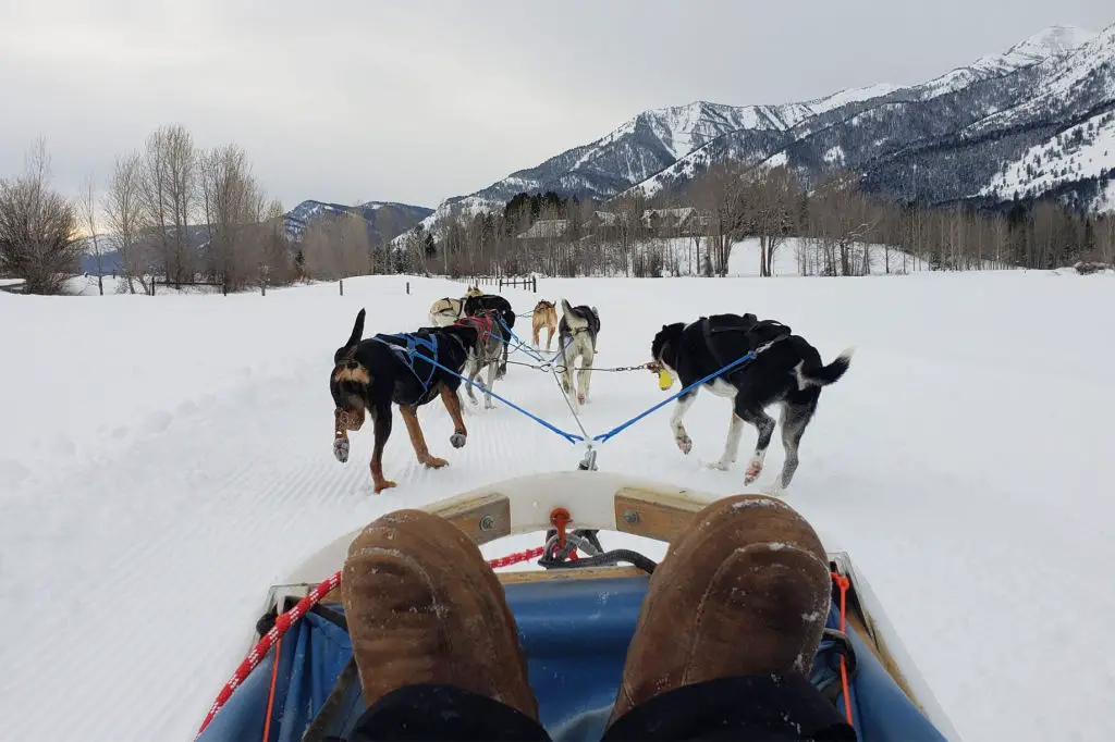 dog sled tours jackson wy