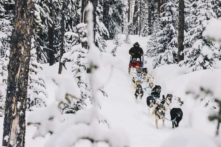 4 Best Dog Sledding Adventures in Jackson Hole Wyoming