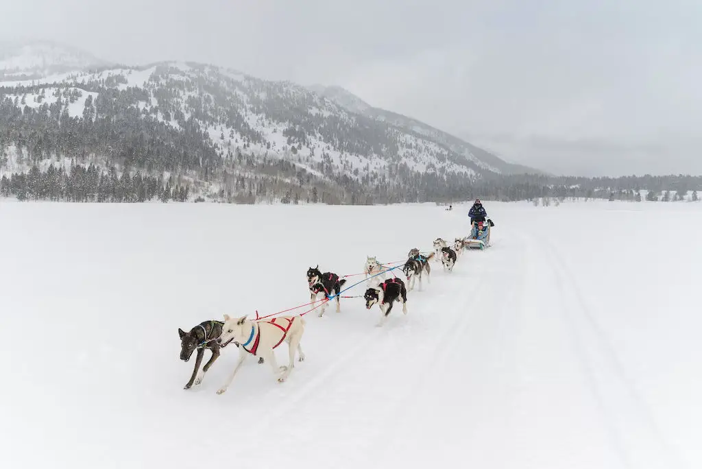 dog sled tours jackson wy