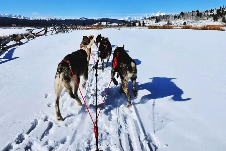 4 Best Dog Sledding Adventures in Jackson Hole Wyoming
