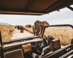 5 Best Affordable African Safari Options in 2025