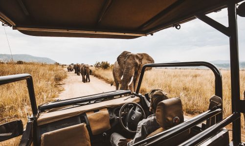 5 Best Affordable African Safari Options in 2024