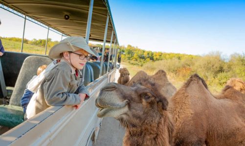 5 Best Drive-Through Safaris in the USA