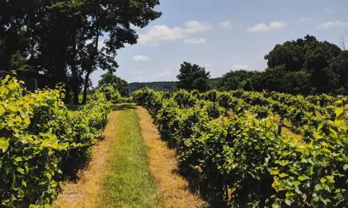5 Must-Visit Wineries in Southern Illinois That Suprised Us