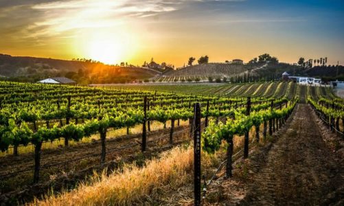 5 San Diego Winery Tours Worth Visiting + Food & Views