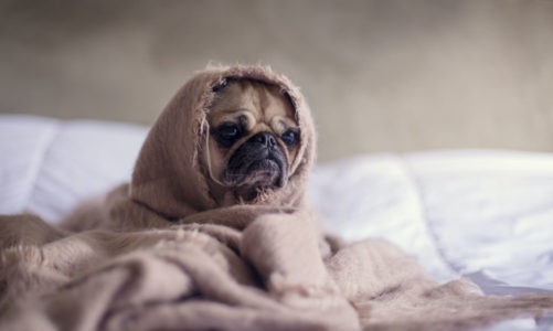 5 Things To Do if Your Dog Is Sick While Traveling – These Work!