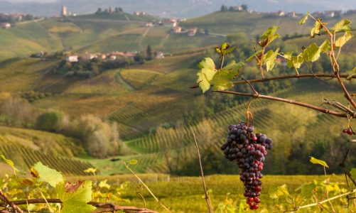 Sip & Savor: Florence’s Finest Wine Tour with Winery Lunch!