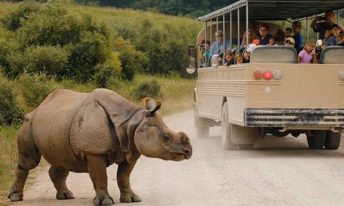 Best Safaris Near Me – Drive-through Safaris in the US