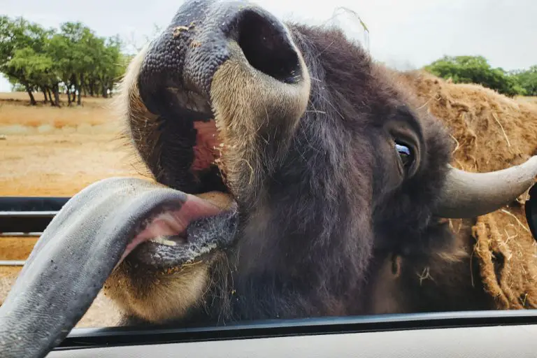 Best Safaris Near Me Drivethrough Safaris in the US