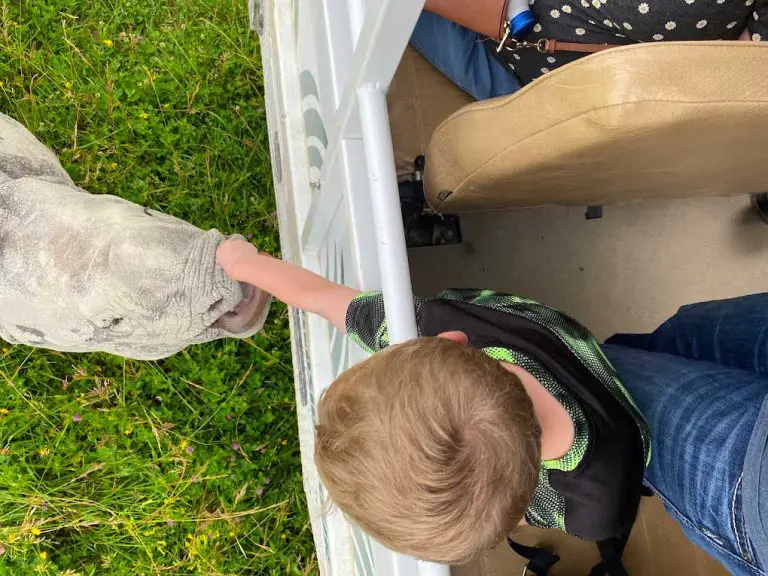 Best Safaris Near Me Drivethrough Safaris in the US