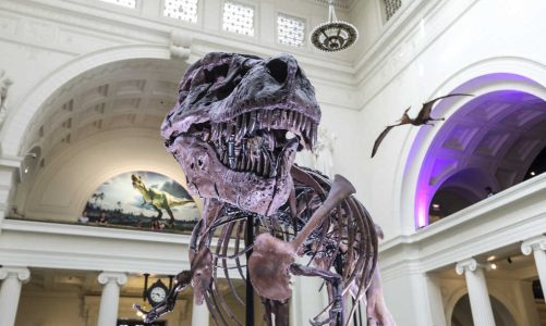 Quick Guide: Chicago Museums With Dinosaurs – Life Finds a Way