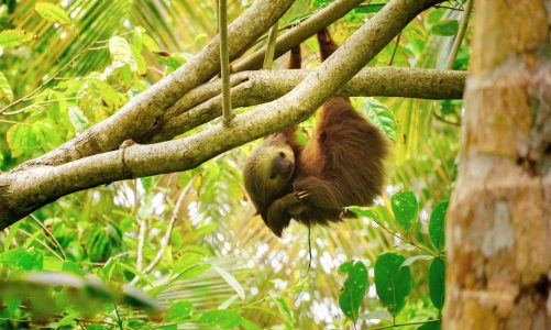 Costa Rica: Affordable Luxury Vacation Paradise?