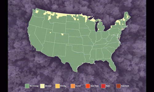 Fall Foliage 2024 – When and Where To See the Magic!