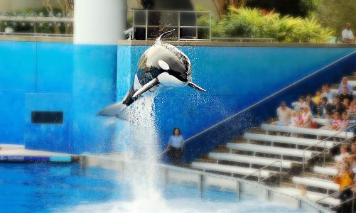 How To Get Discounted SeaWorld Tickets—These Are Cheap!