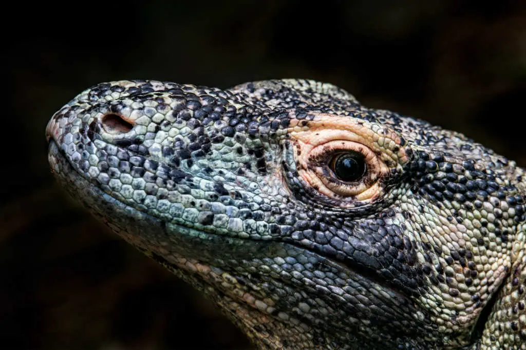 Komodo National Park - Experience Komodo Dragons in the Wild