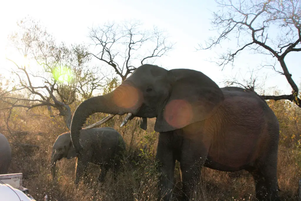 Elephants on game drive near safari vehicle