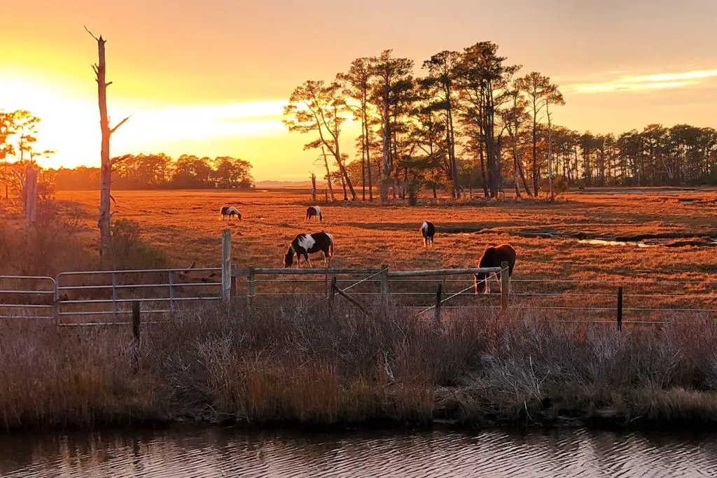 chincoteague island virgina wild horses sunset