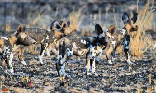 Unique African Safari Wildlife You Can Spot Without the Crowds