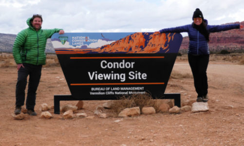 Vermilion’s Condor Viewing Site – Everything You Need to Know