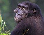 Why Is Congo So Expensive To Visit? All Your Questions Answered