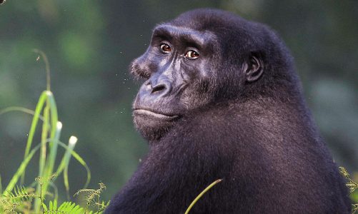 Why Is Congo So Expensive To Visit? All Your Questions Answered