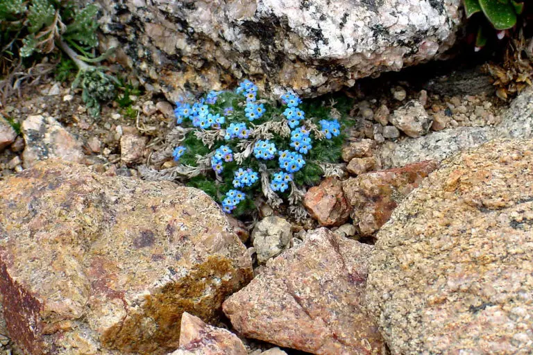 5 Best Places to See Wildflowers in Colorado Truly Lovely