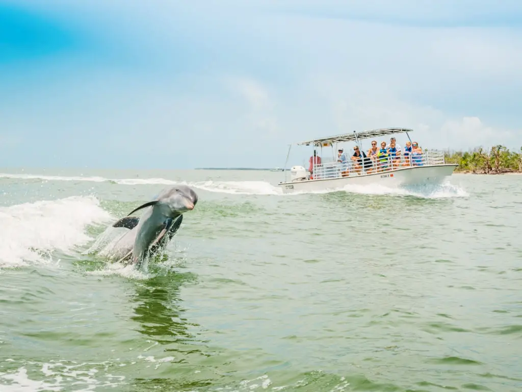 catamaran sunset cruise marco island