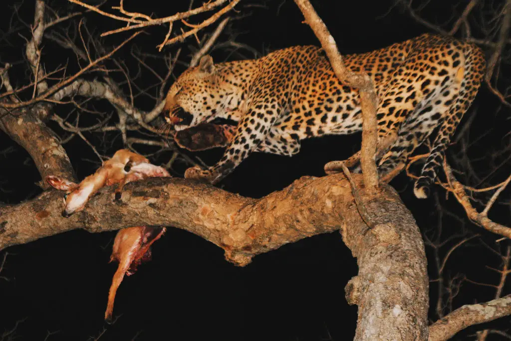 leopard kill steenbok in tree sabi sands safari