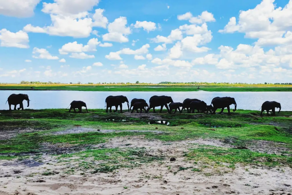 elephants chobe national park