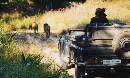 How Much Will an African Safari Really Cost in 2027? (And How to Do It Without Spending a Fortune)