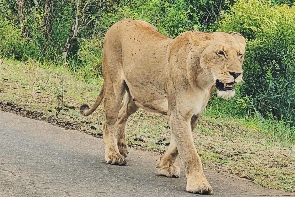 lioness walking on road in kruger national park south africa