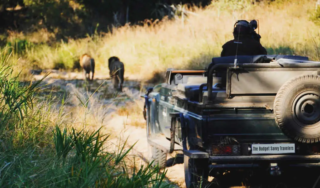 african safari vehicle following lions on game drive
