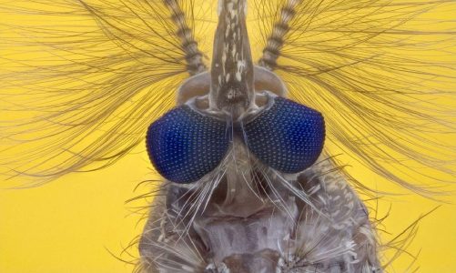 Prevent Mosquito Bites at Home and While Traveling