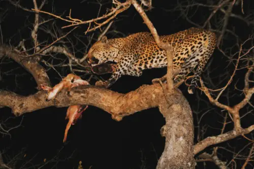5 Affordable African Safari Options Arathusa Leopard Kill