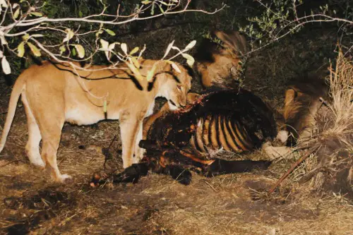 5 Affordable African Safari Options Arathusa Lion Kill Buffalo